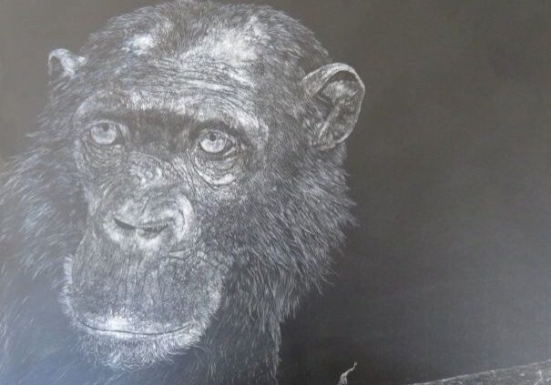 Chimpanzee Etching